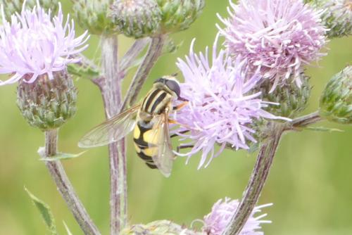 Helophilus trivittatus